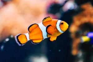 2026年世界杯足球分析推荐，球队实力、战术与未来展望世界杯足球分析推荐